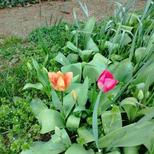 Tulipa agenensis Агульны выгляд