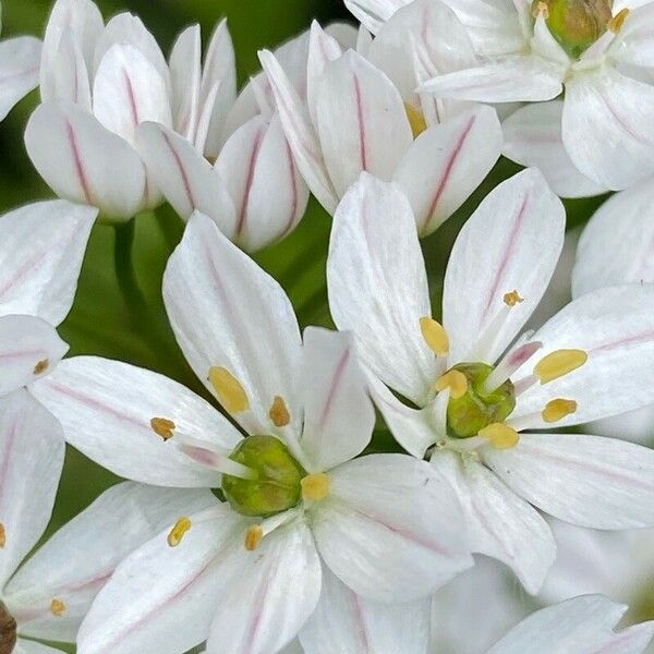 Allium trifoliatum Kwiat