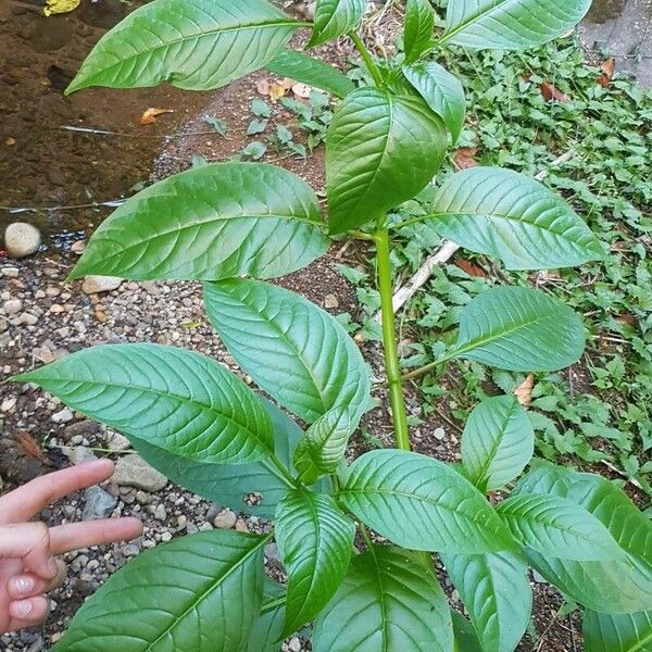 Phytolacca rivinoides Leaf