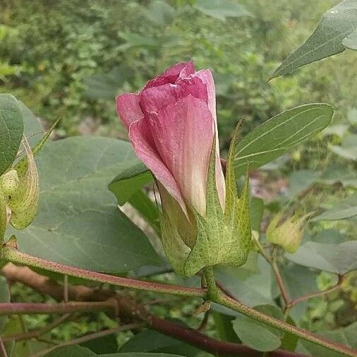 Gossypium herbaceum Flower