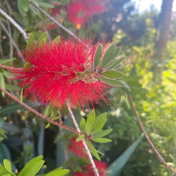 Melaleuca rugulosa Kwiat