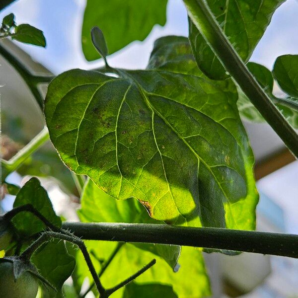 Solanum lycopersicum पत्ता