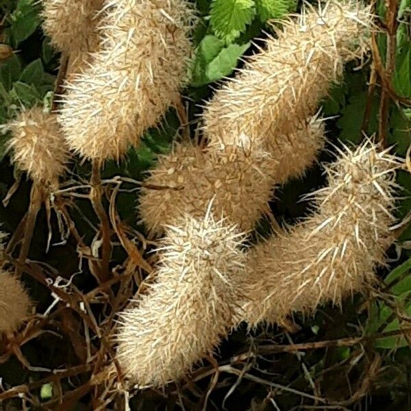 Trifolium angustifolium 花