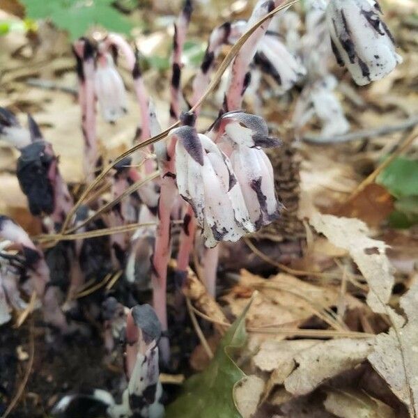 Monotropa uniflora Buveinė