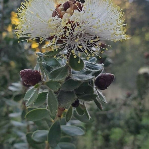 Calliandra haematocephala Flower