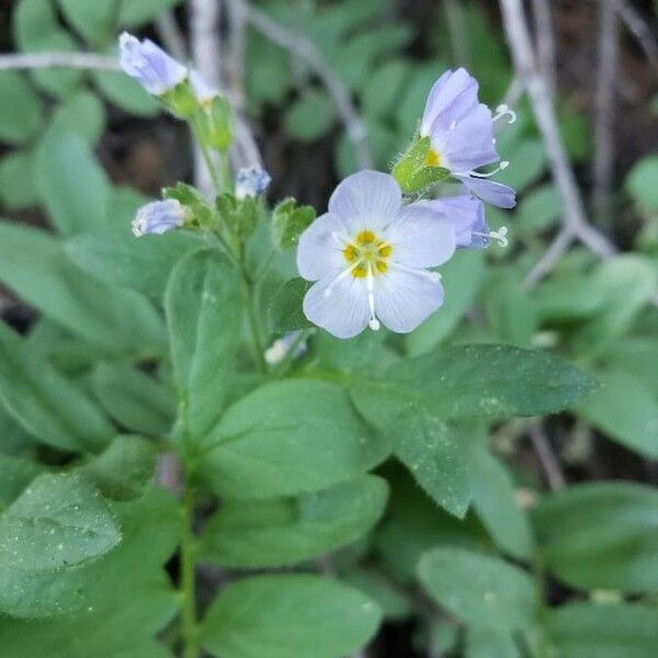 Polemonium pulcherrimum Кветка