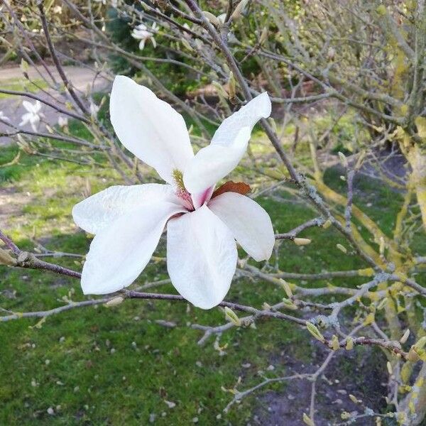 Magnolia salicifolia Kvet