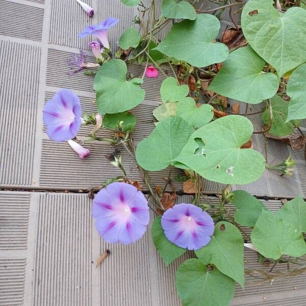 Ipomoea purpurea Habitatea