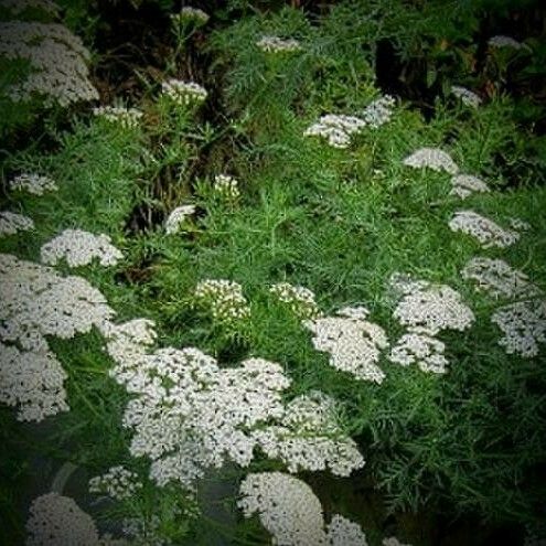 Achillea chamaemelifolia Квітка