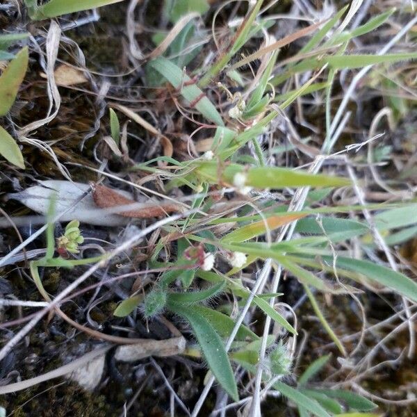 Cuscuta planiflora Habit