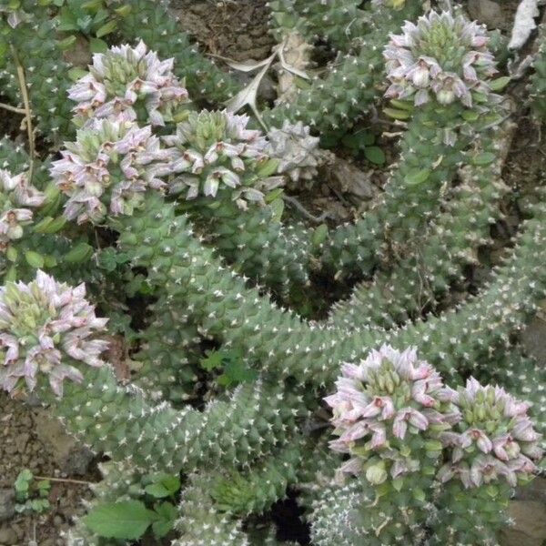 Euphorbia guentheri Hábito