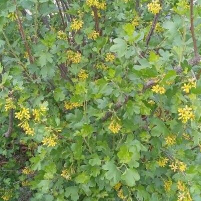 Ribes aureum 整株植物