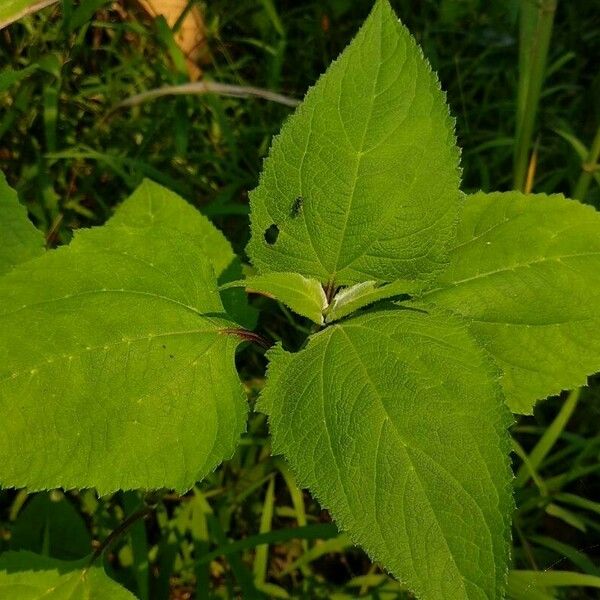 Melanthera nivea Leaf