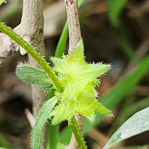 Asperugo procumbens Meyve