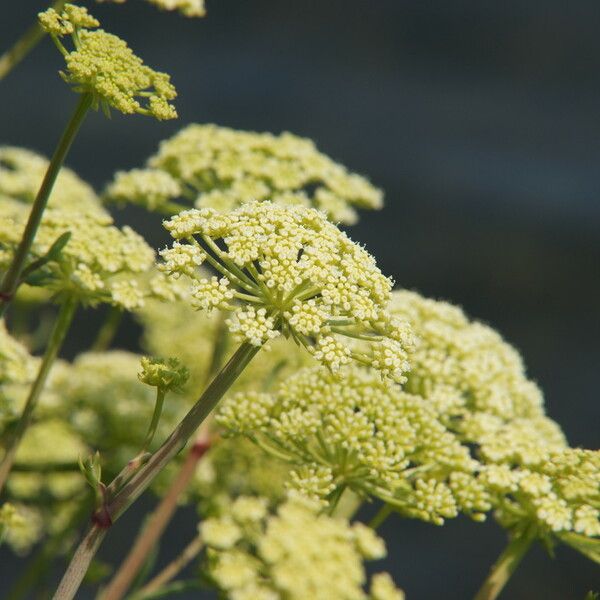 Crithmum maritimum Flower