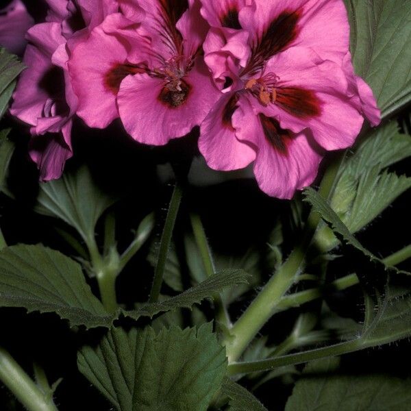 Pelargonium grandiflorum Цветок