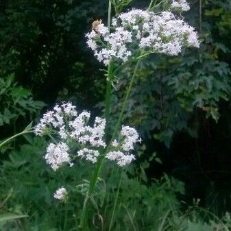 Valeriana officinalis फूल