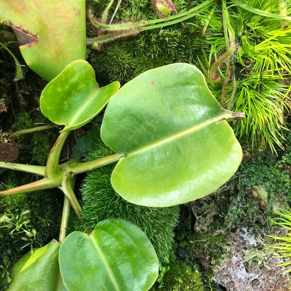 Nepenthes truncata Leaf