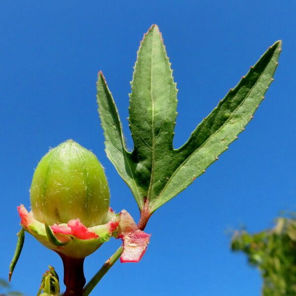 Hibiscus sabdariffa Fruit