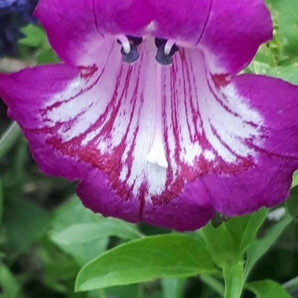 Penstemon hartwegii Flower