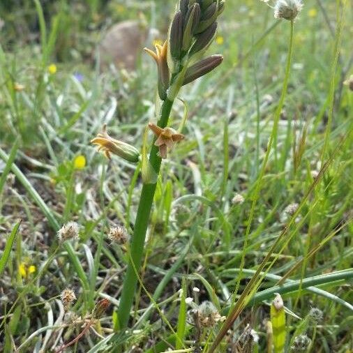 Dipcadi serotinum Çiçek