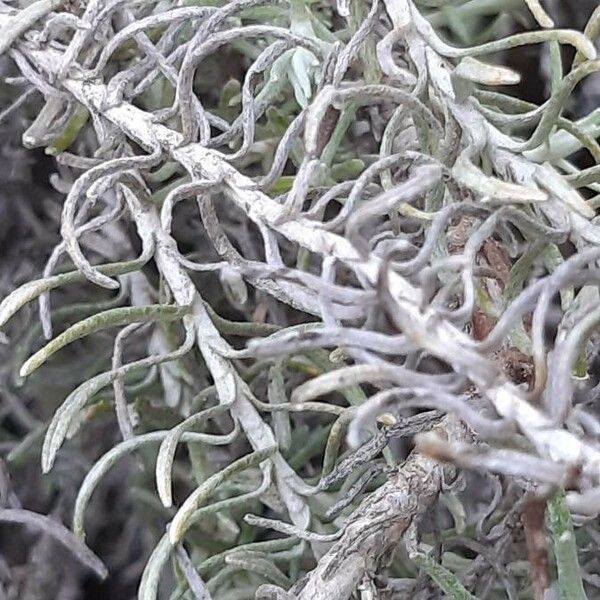 Helichrysum stoechas Leaf