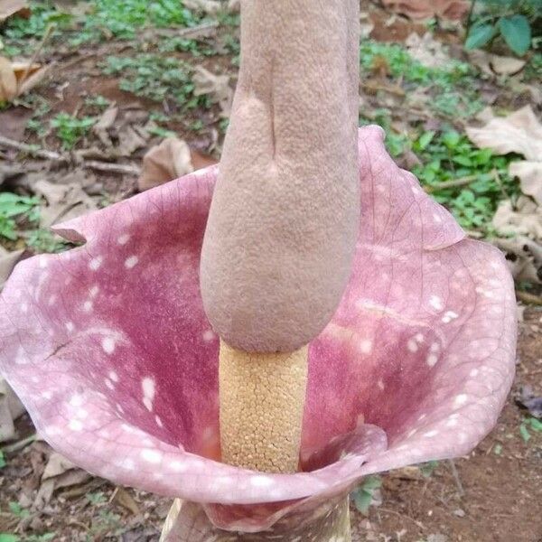 Amorphophallus paeoniifolius Hoja