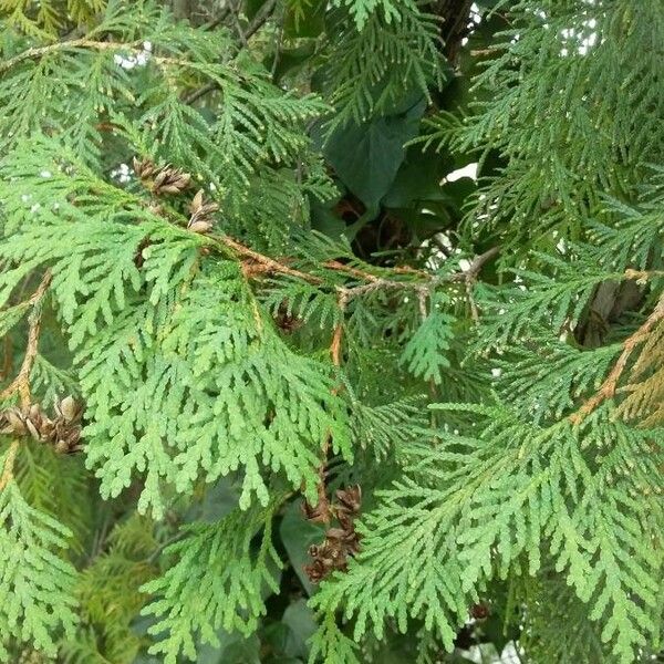 Thuja occidentalis Frunză