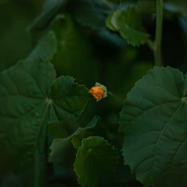 Abutilon indicum Flower