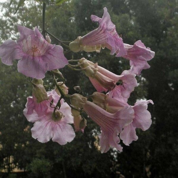 Podranea ricasoliana Flower