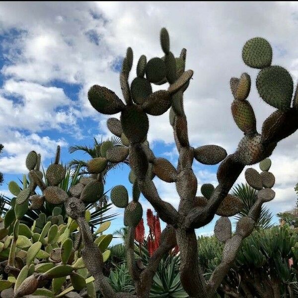 Opuntia leucotricha Ліст