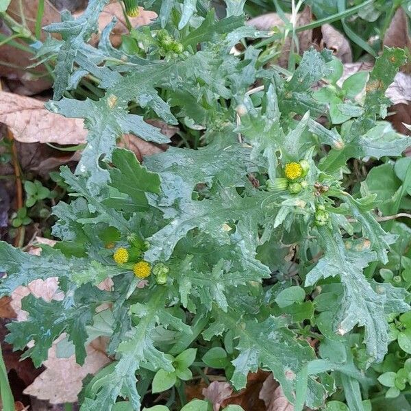 Senecio vulgaris Habit