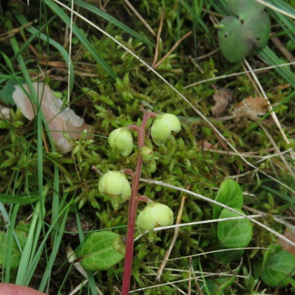 Pyrola chlorantha 花