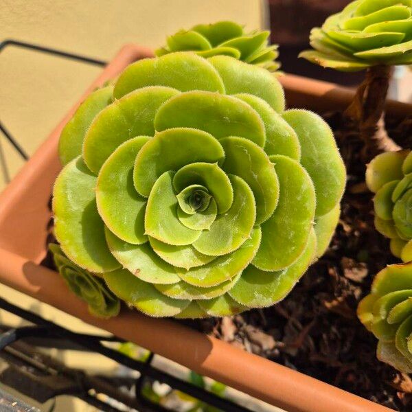 Aeonium aureum Blad