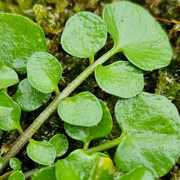 Cardamine hirsuta Leaf