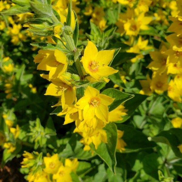 Lysimachia vulgaris Květ