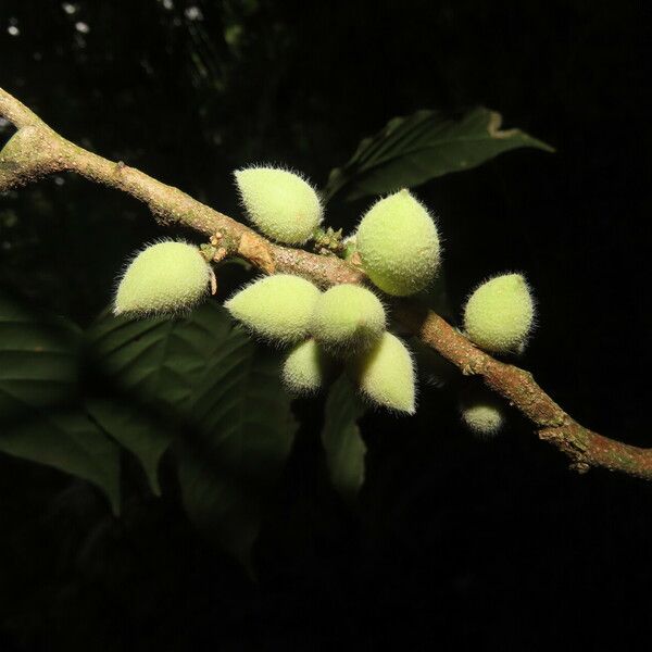 Trichilia pallida Fruit