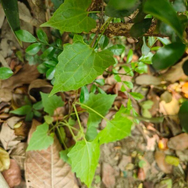 Mikania scandens Blad