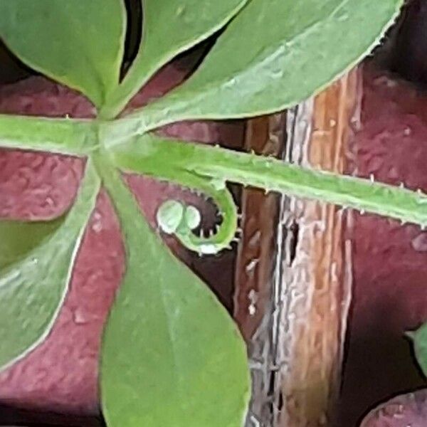 Galium tricornutum Fruit