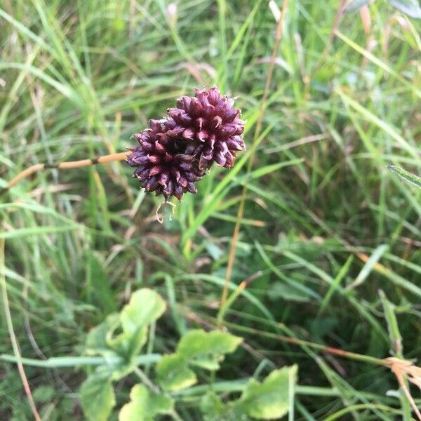 Allium vineale Blüte