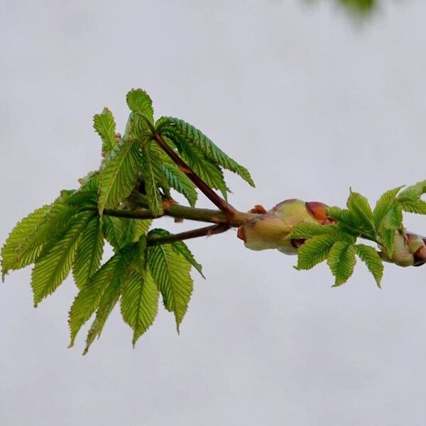 Aesculus hippocastanum Інше