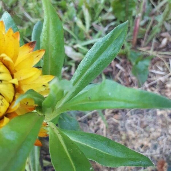 Xerochrysum bracteatum Foglia