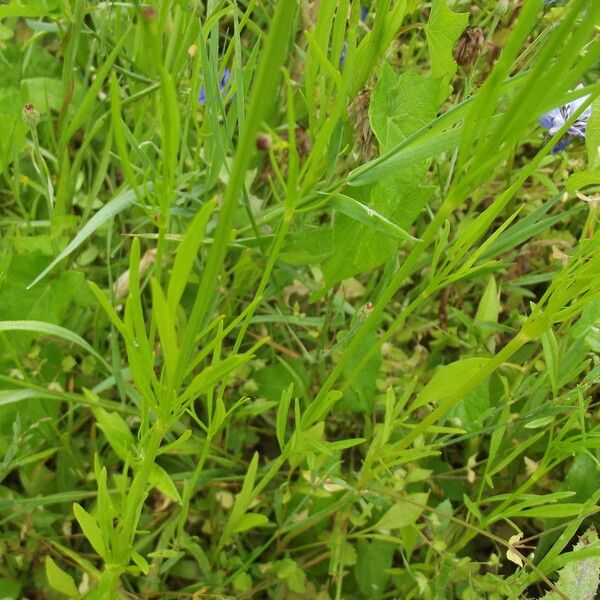 Coreopsis basalis Other