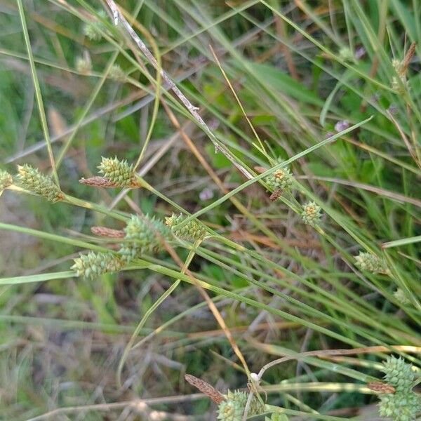 Carex extensa Vili