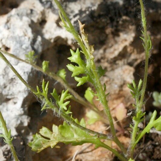 Jacobaea minuta Habit