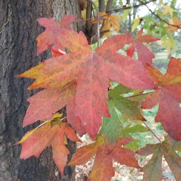 Liquidambar styraciflua Liść