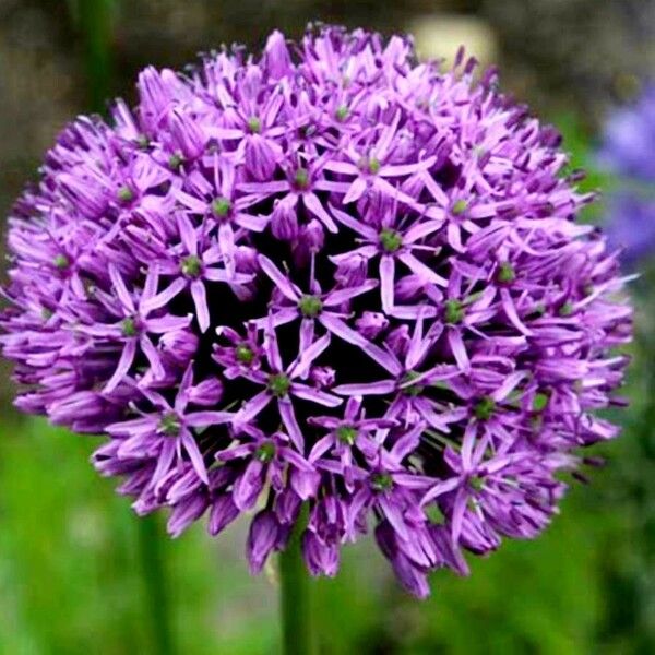 Allium giganteum ফুল