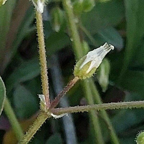 Cerastium semidecandrum Fruit