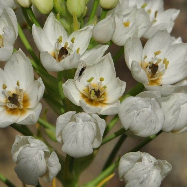 Ornithogalum thyrsoides Fiore