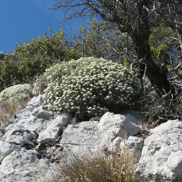 Hormathophylla spinosa Květ